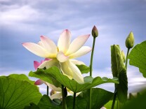 千姿百态！莲花池荷花“盛装出镜”，扮靓假期