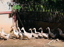 《我们的节日・端午》——棕香伴蛋黄，端午好时光~