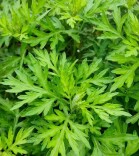 端午悬过的艾草别扔！这样一物多用，可祛湿养生