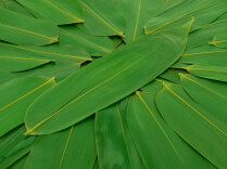 Sangzhi's Exports of Bamboo Leaves for Zongzi Grow Strongly in First Five Months