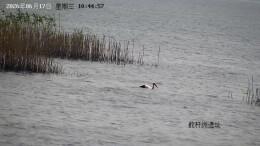 南县成功救助一只东方白鹳幼鸟