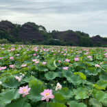 村播助农 湘约振兴丨湘莲飘香绘就乡村振兴新图景