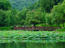 Lotus Flowers Bloom as Xiazhi Solar Term Begins