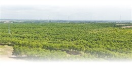 荒漠化治理用上新技术