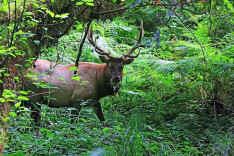 八面山：守护生物秘境，闯出富民新路