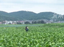 隆回：1.56万亩烤烟获丰收 烟农赶“烤”忙