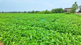 临湘：推广带状复合种植 筑牢粮食安全根基
