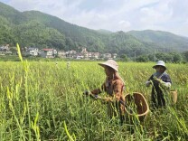 桂阳：1600亩“小金花”铺就乡村振兴“黄金路”
