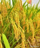 芙蓉国评论丨抹黑袁隆平院士的杂交水稻？反智不应是流量密码