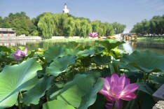来北海公园看荷花，船行花间再现“人在画中游”