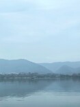西湖的小鸟