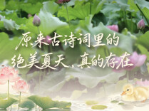 周末·悦读丨原来古诗词里的绝美夏天，真的存在