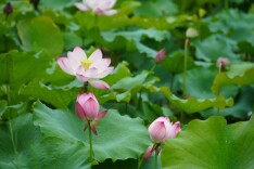 绥宁：荷花盛放迎客来 绘就湿地夏日最美画卷