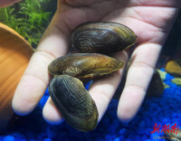 熊其雨专栏 | 片片湖壳寸草心