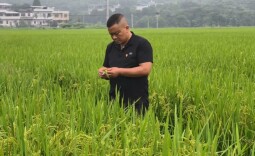 党旗在基层一线高高飘扬丨邝飞进：党旗映稻田 初心守粮仓