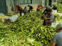 慈利：600亩鲜食玉米丰产 科技种植逐年提质增效