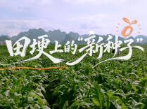 田埂上的“新种子”：一场从“对头”到“帮手”的蜕变