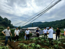 投入470万、落地18项 走马坪村迎来“轨道加速度”