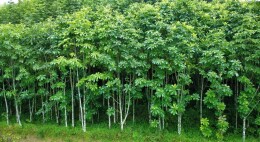 凉润深山 药养寿乡——桂东解锁避暑康养新体验