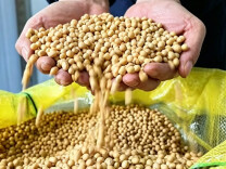 解锁桂阳的100种打开方式丨今天，解锁桂阳豆油