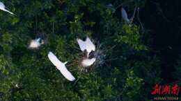 君山湿地：十年禁捕换来满树白鹭栖