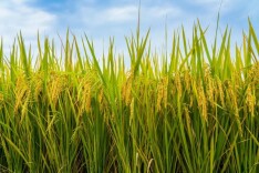 水稻在中午也会“犯困”？破解庄稼的“午休”密码