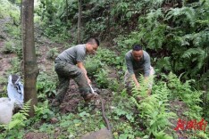 武冈森林公安将34条获救蛇放归山林