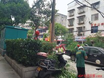 怀化：修剪绿植除隐患 精细养护靓市容