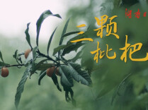 新闻微电影｜《三颗枇杷》