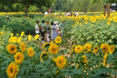 北京奥森公园花田焕新,今年种了十多种彩色葵花