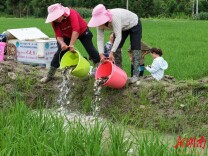 稻鱼鸭共生 绘就生态种养新画卷