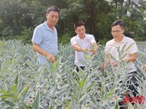 嘉禾县石桥镇：盘活撂荒地 百合开出致富花