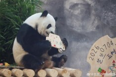 萌兰、和花、和叶，三只“小熊友”又长一岁！