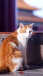 故宫“猫团”出街了，你喜欢哪一只？