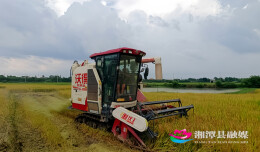 “南陵早2号”首种成功！湘潭县石潭镇特早熟早稻开镰收割