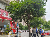 娄底市城管支队广告园林（绿化）渣土执法大队严查私设亮化违规行为