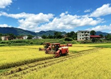 青黄相接处 又见丰收年——东安县夏日“双抢”绘就“洞庭粮仓”新底色