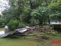 记者行动|“小区绿地大面积被毁” 报道之后：圈养菜园子已复绿 已开始补种树木