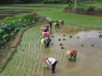 湖南日报 | 160名海南“插秧客”入湘助农