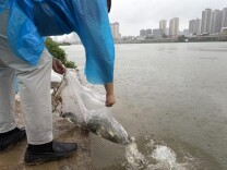 百万尾鱼苗安家北塔 守护水域生态环境