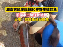 怀化辰溪村民发现超50岁野生娃娃鱼  当地称已放生