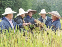 下调临界温度近2℃，破两系稻“致命危机”| 湖南日报解码国家科技奖背后的湖南故事