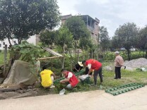 小围栏圈出大美景  新田县伍家村“六小园”扮靓乡村“高颜值”