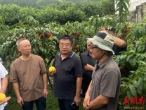 专家赋能提质增效 下村高山桃李产业焕发新活力
