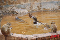 Animals Beat the Heat in Changsha