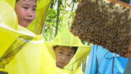 蜂场实践 乐享暑期