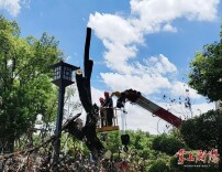 拆除9棵“枯树炸弹”！衡阳市沿江风光带事务中心及时组织力量化解安全隐患