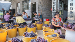特色果业 助农增收