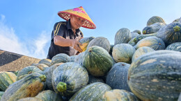 香芋南瓜喜丰收