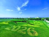 王佐镇佃起村稻田画进入最佳观赏期